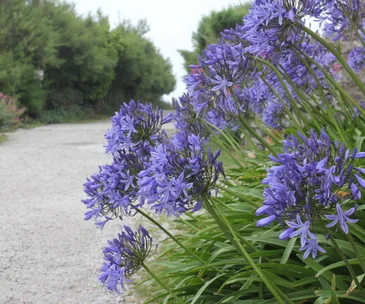 agapanthus