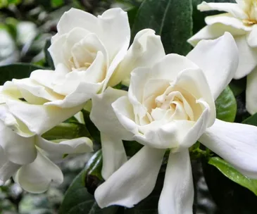 Gardenias