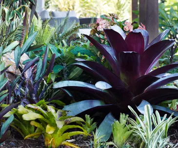21 purple plants that thrive in Australian gardens