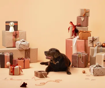 labrador dog with christmas presents