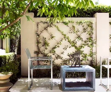 A courtyard with a climbing jasmine plant