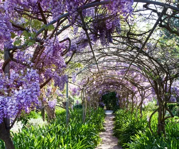 An archway covered in wisteria