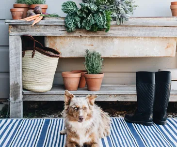 3 expert tips for buying the perfect rug online