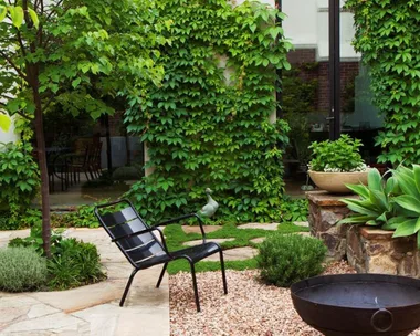 fast-growing-climbing-plants-australia