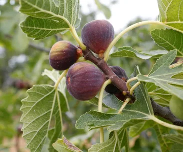 fig tree bearing purple fig fruit