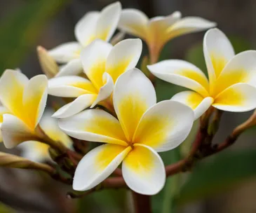 Pink frangipani flower