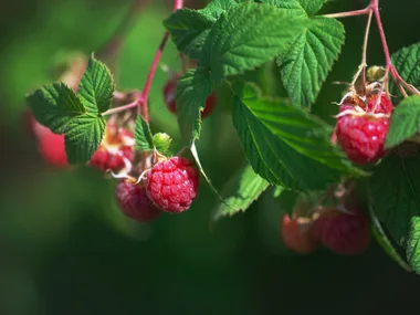 growing raspberry plants in Australia 