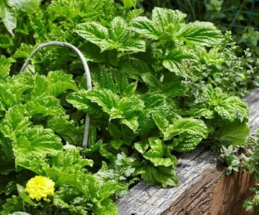 raised herb garden