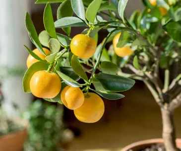 How to grow lots of fruit on your citrus trees