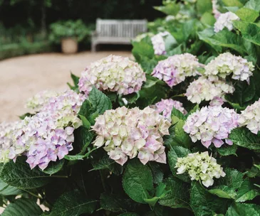 how to grow hydrangea 
