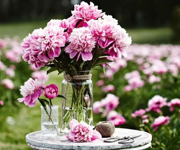 vase of peonies in a flower field