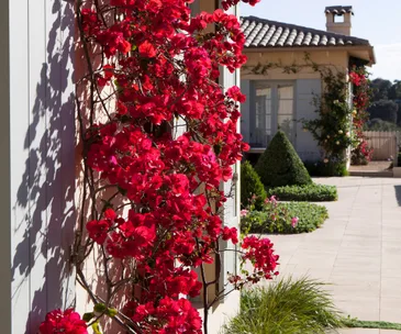 red bougainvillea plant