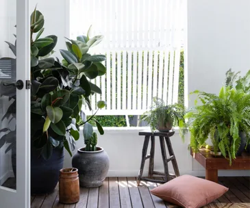 Group of indoor plants