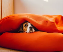 From comfortable to orthopaedic: the best dog beds for every kind of pup