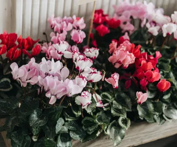 Cyclamen in pots