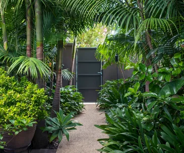 A tropical garden with ferns, palm trees and other lush plants