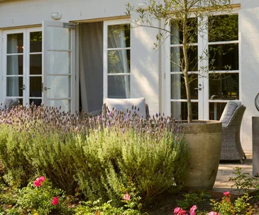 A garden with lavender bushes and flowers