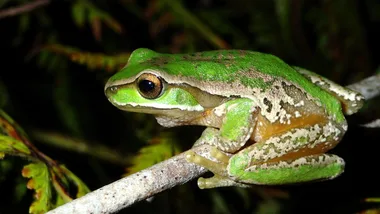 New England Tree Frog