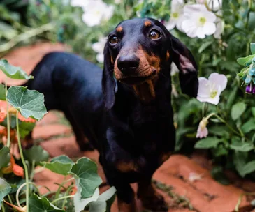 14 puppy essentials every new owner needs to tick off the checklist