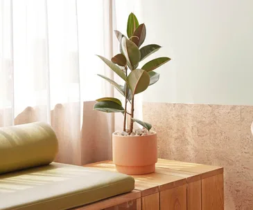 Potted rubber tree plant on a wooden table beside a light green cushioned seating, with sheer window curtains in the background.