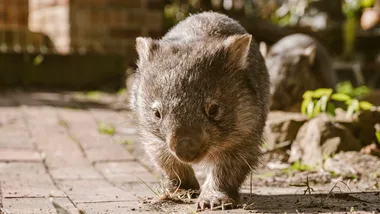 A wombat walking in a garden